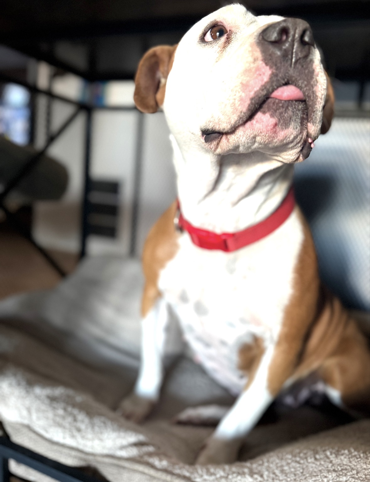 Cuddles, our rescue foster