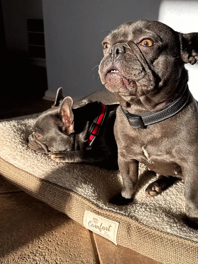 Mama Purdy with her sister Love — the founding moment of Clockwork Puppies