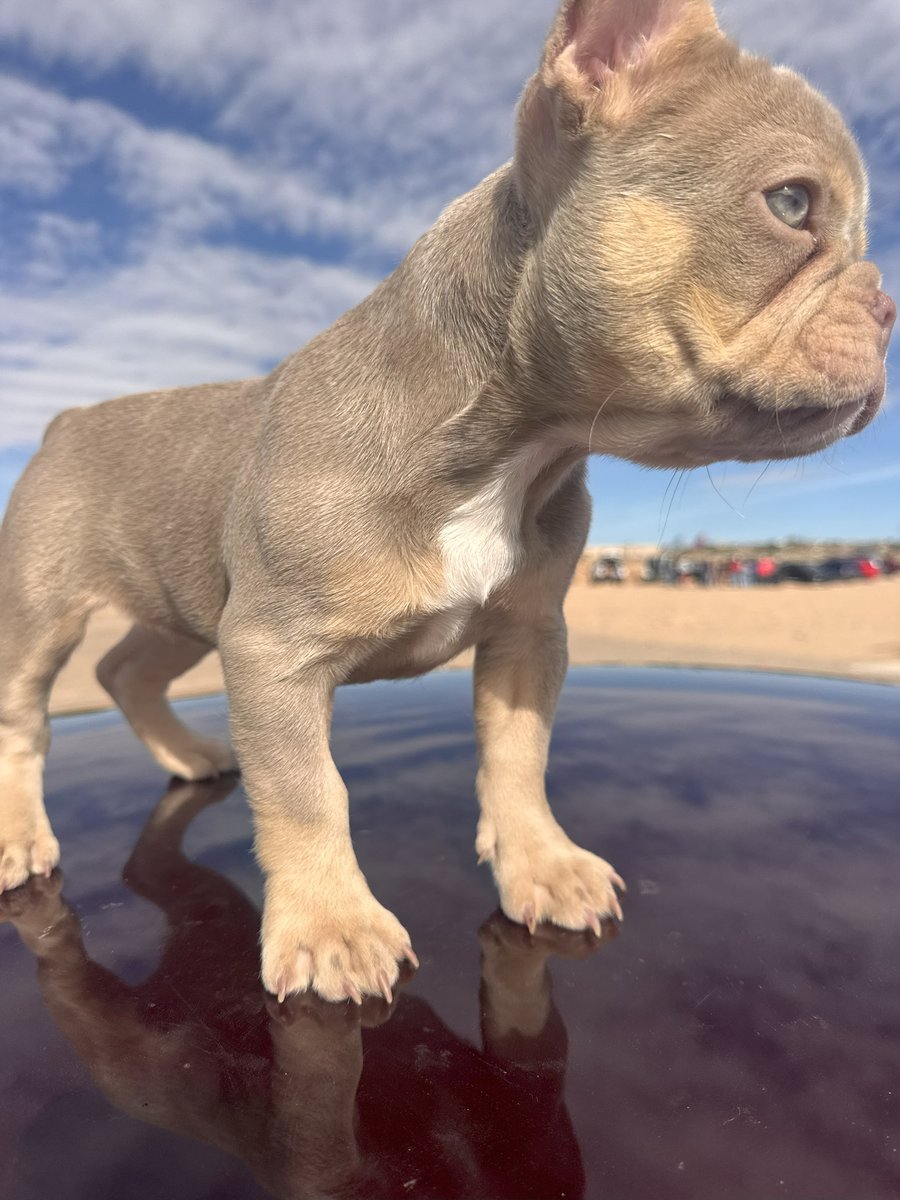 Cream — bold and expressive cream-colored French Bulldog puppy