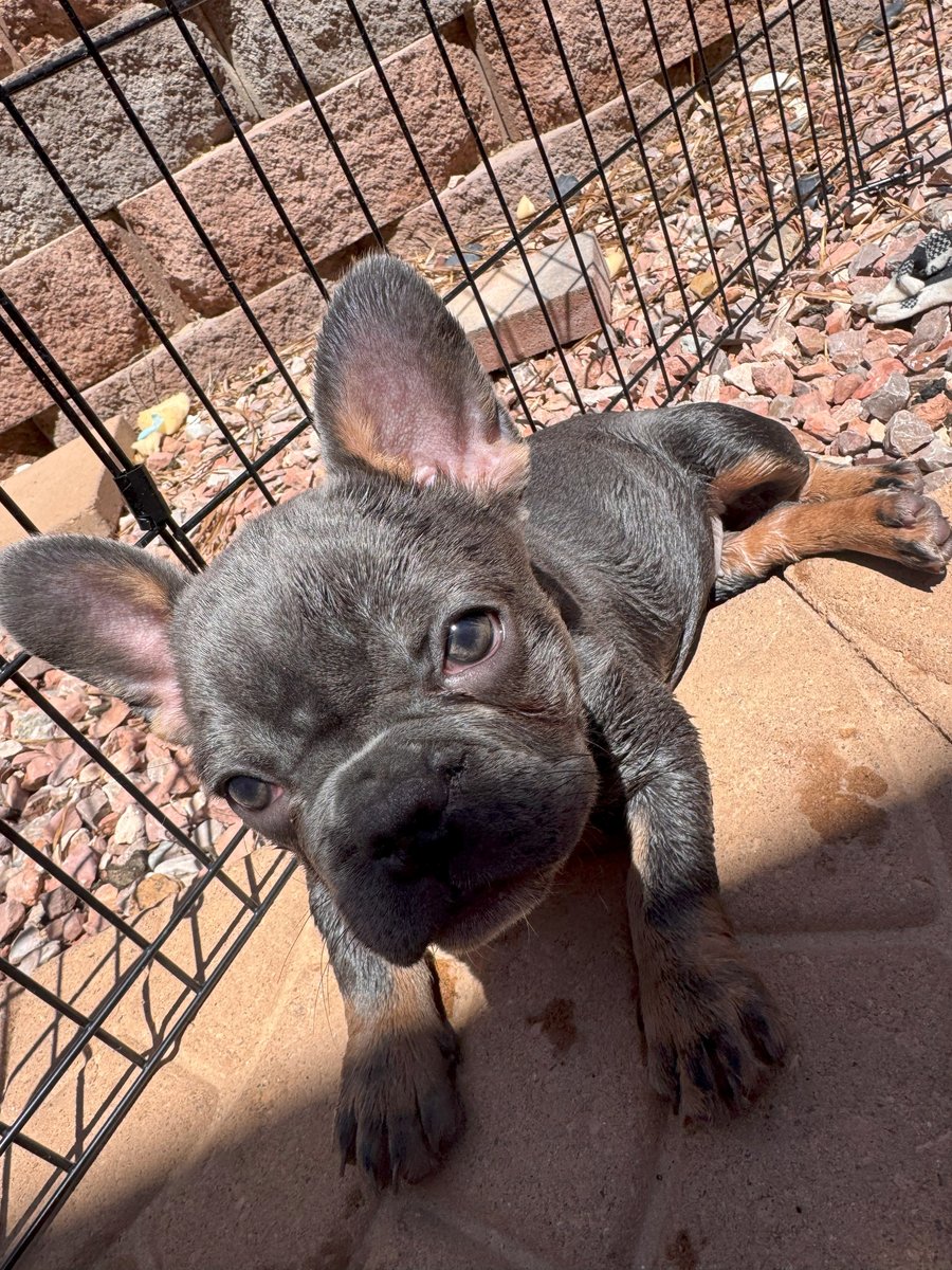 Martini — small dark blue and tan French Bulldog puppy with big personality