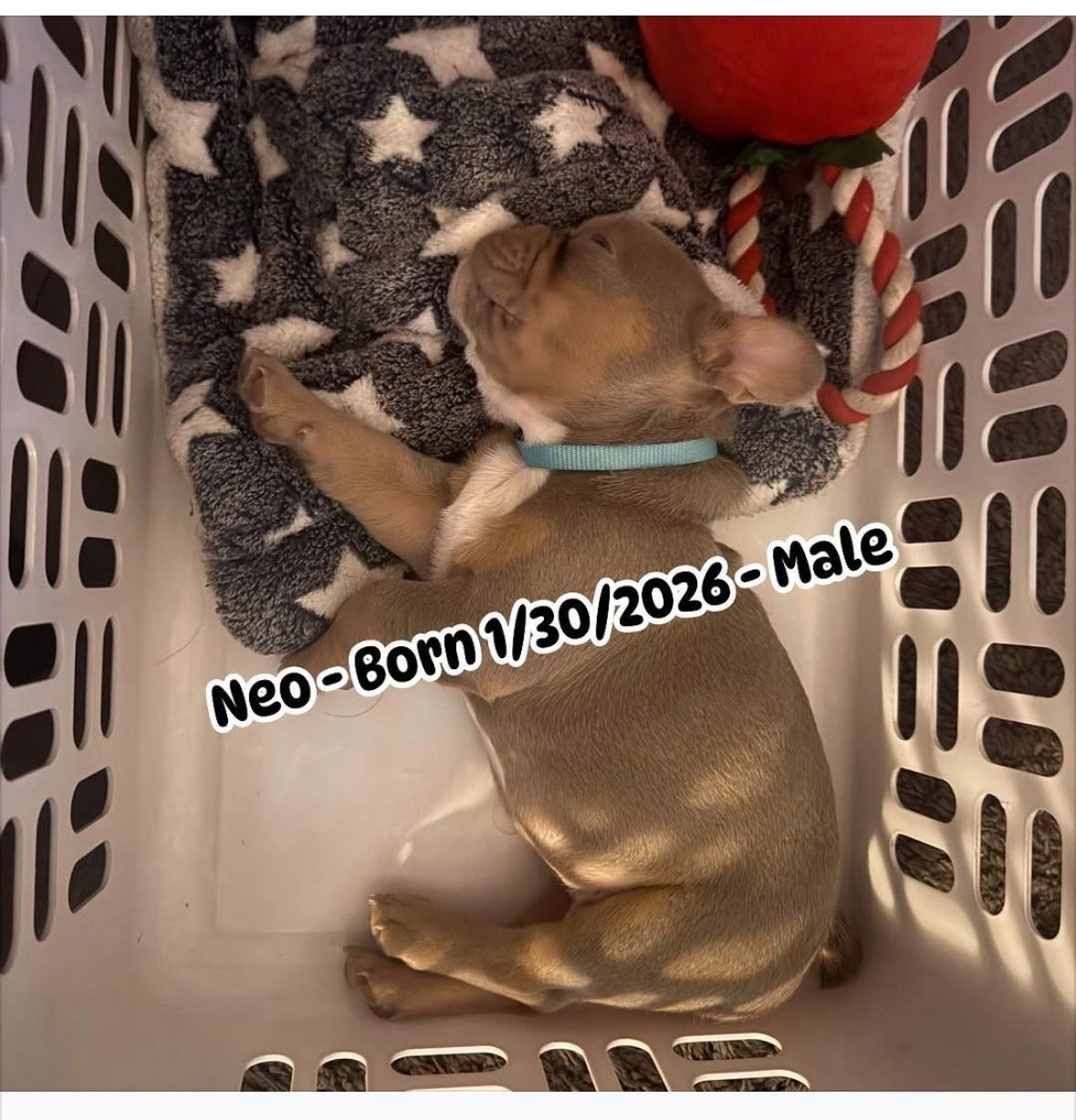 Neo — only male of the litter, blue fawn with prominent tan points, Neo Access Program