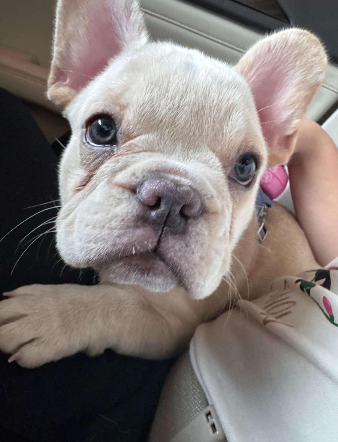 Sugar — calm and intuitive nearly-white French Bulldog puppy