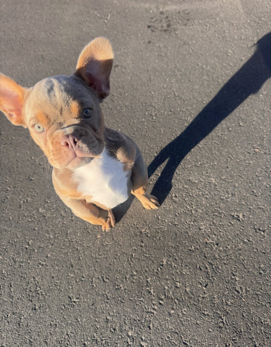 Neo - French Bulldog stud
