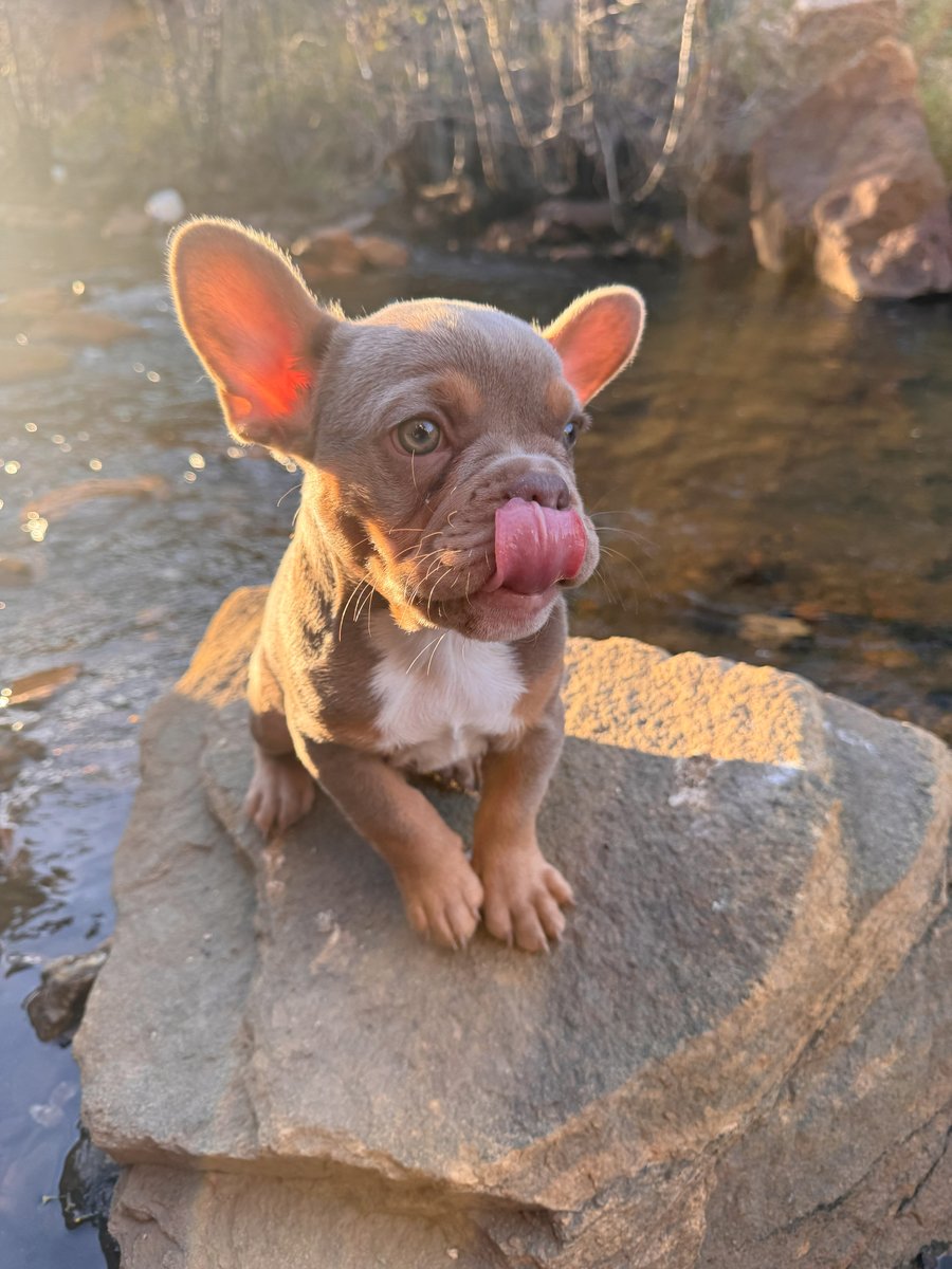 Clockwork Puppies - Premium French Bulldog